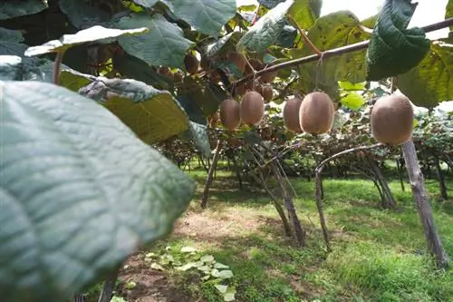 Piante di kiwi nel tuo giardino: istruzioni per il successo