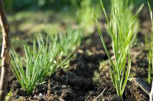 Svogūnų rinkinių sodinimas: kaip sėkmingai juos auginti savo sode