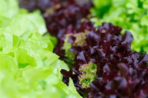 Lettuce nyob rau hauv koj lub vaj: tswv yim rau cog thiab saib xyuas