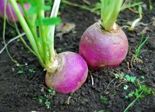 მზარდი turnips