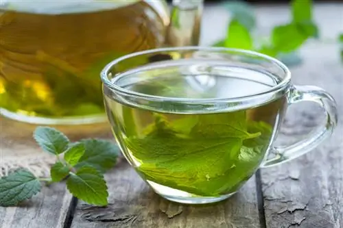 Transformation de la menthe poivrée : Délicieuses recettes et astuces