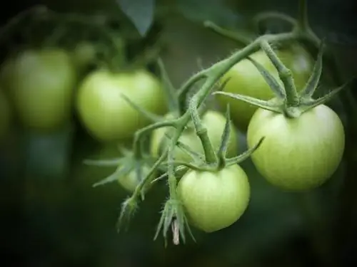 Green tomatoes poisonous