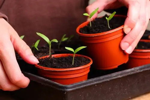 Sow tomatoes