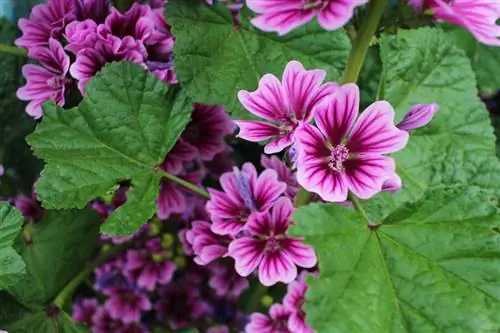 Hur tar jag hand om malva för frodiga blommor och friska växter?