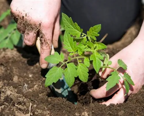 Tomato offshoots