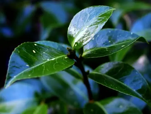 Propagazione delle magnolie: come funziona in modo affidabile?