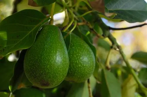 Avocado varieties