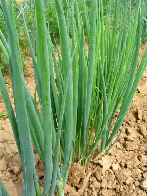 Des oignons nouveaux dans votre propre jardin : c'est aussi simple que cela