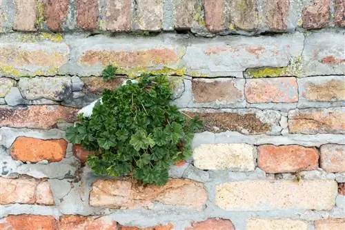 Hibernar correctamente las malvas: así se protegen las plantas