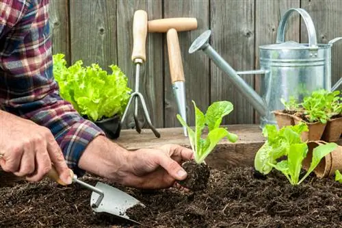 Krõmpsuv, värske ja tervislik: kuidas salatit istutada?