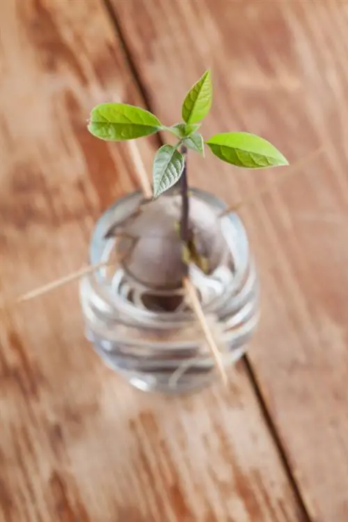 Germinate avocado