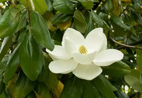 Magnolia menjadi kuning