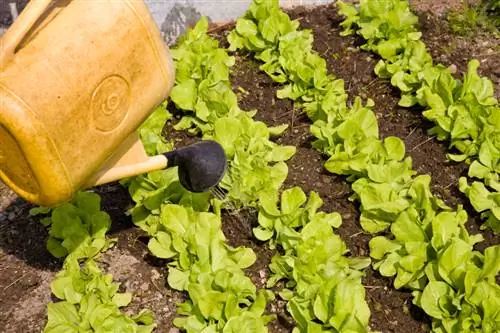 Đổ salad