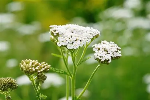 Yarrow: Hur man säkert känner igen medicinalväxten