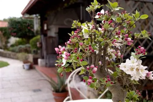 Bonsai apple tree