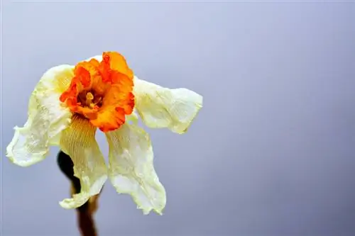 Daffodil withers