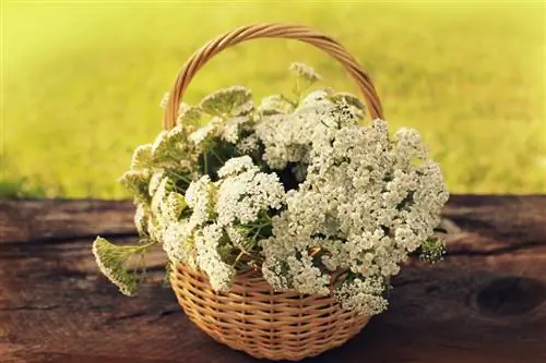 Picking yarrow