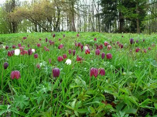 Multiplicer skakternet blomster: Sådan er det nemt