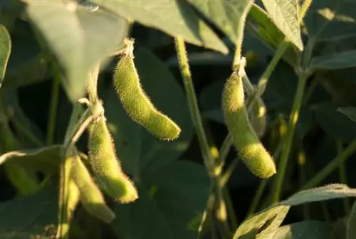 আপনার নিজের বাগানে সয়া চাষ: সফল এবং লাভজনক