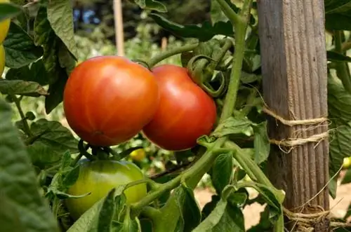 Variedades antigas de plantas de tomate