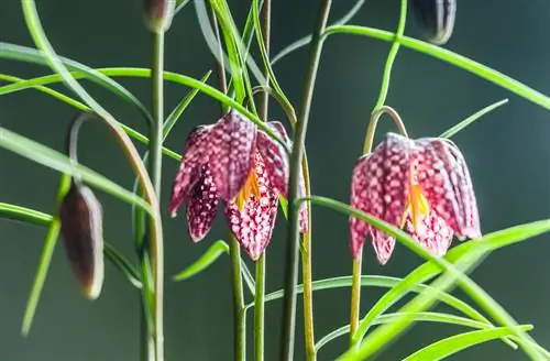 Schaakbordbloem als kamerplant: waar moet je op letten?