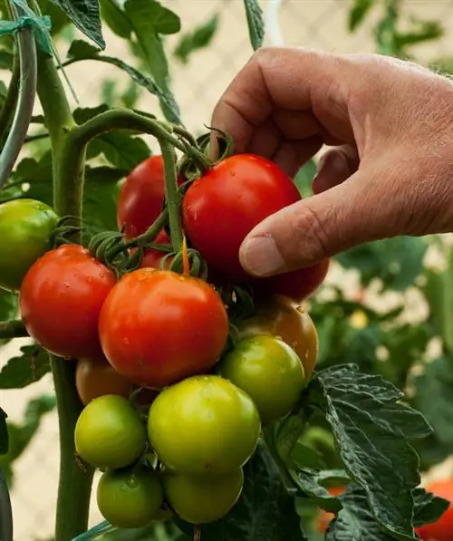 Harvest tomatoes