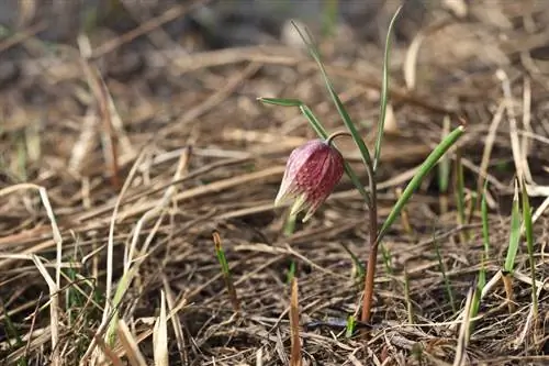 Esto significa que la resistente flor de tablero de ajedrez pasa el invierno sin problemas