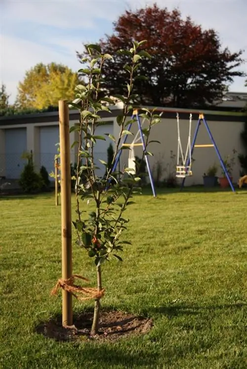 Een perenboom planten: hoe je hem in je eigen tuin kunt laten groeien