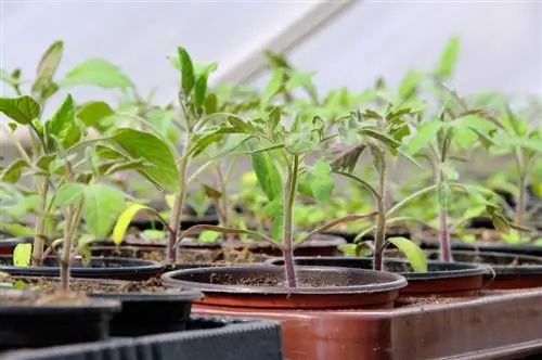 Germinador ligero de tomate