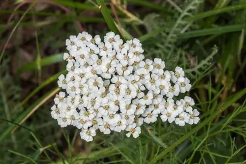 Yarrow i gräsmattan: Hur du kan dra nytta av det