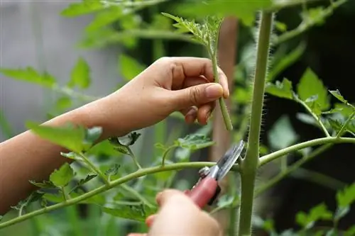 Ang mga kamatis ay pinutol ng mga gunting sa hardin