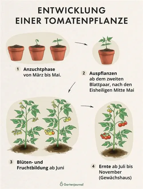 Fases de desarrollo de las plantas de tomate a modo de ilustración.