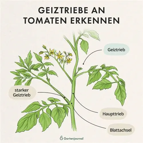 Structure of a tomato plant as an illustration