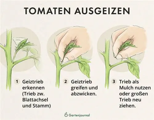 Instructions on how to prune tomatoes as an illustration