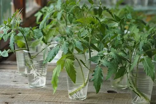 Cortar brotes de tomates para propagación con formación de raíces en un vaso de agua.