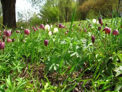 Sow checkerboard lilies