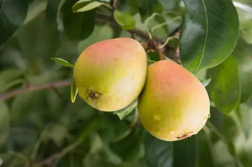 Cultivar un peral con éxito: ¡Así es como puedes hacerlo