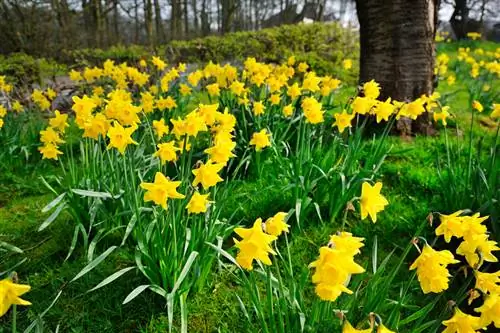 Narcisi: quando fioriscono e quali tipi esistono?