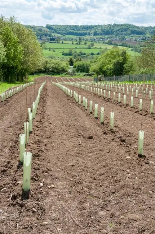 Successfully propagate a pear tree: methods & instructions