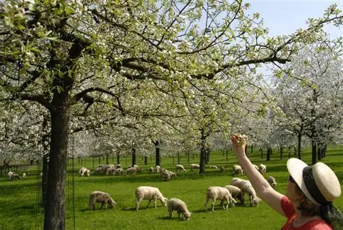 Perenboom bemesten