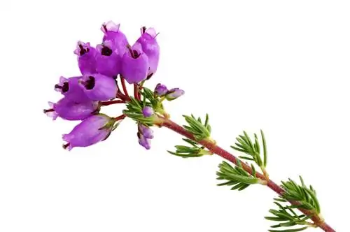 Keratan Heather