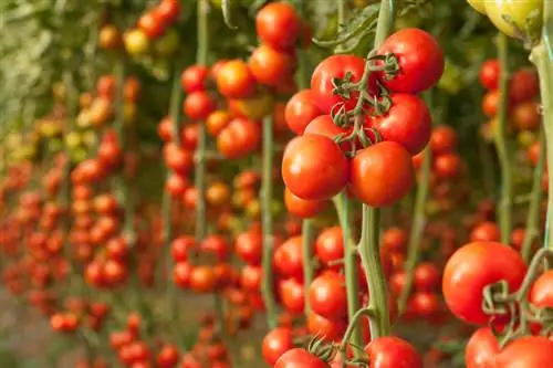 Tomatoes in the greenhouse