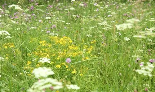 The perfect location for your angelica plant