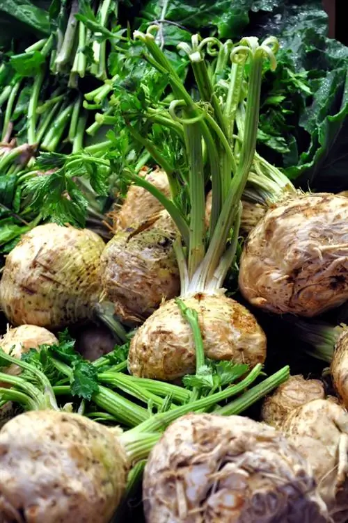 Tuai celeriac