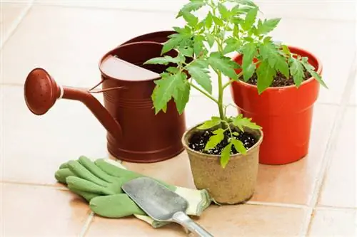 Propagating tomatoes made easy: methods & instructions