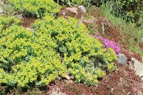 Sorg vir sedum: Eenvoudige wenke vir gesonde plante