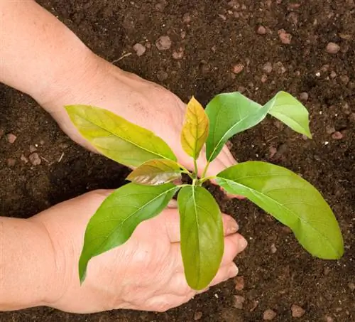 Een avocado kweken: zo kun je je eigen plant kweken