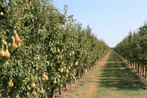 Transplant pear tree