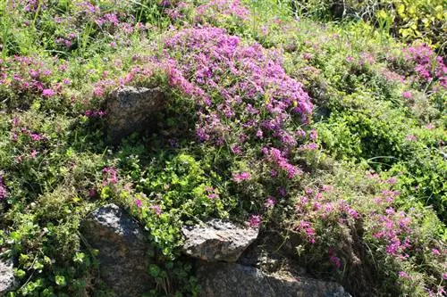 Poda de cultivos de piedra