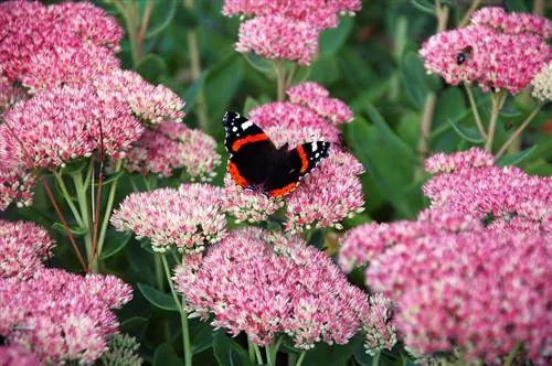 Sedum giftig